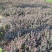 红叶小檗苗30~40cm包指导基地直发包成活