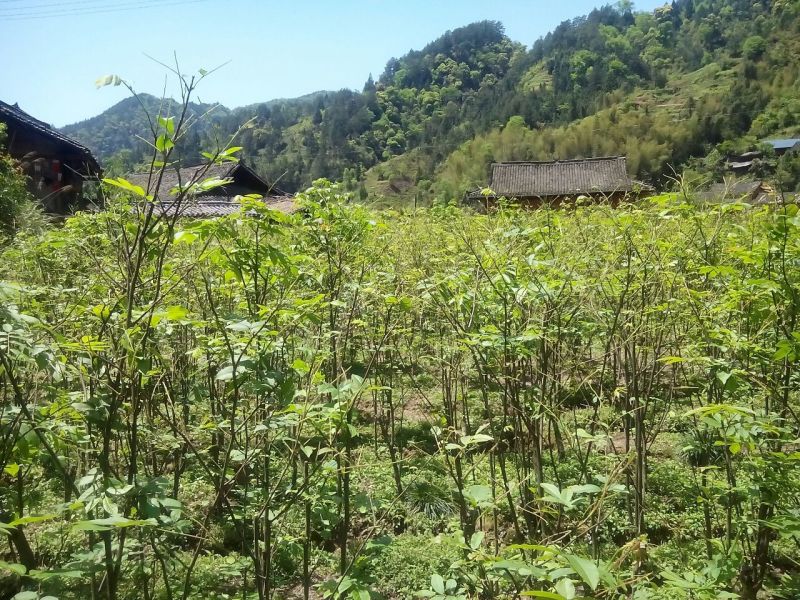 青钱柳茶一级