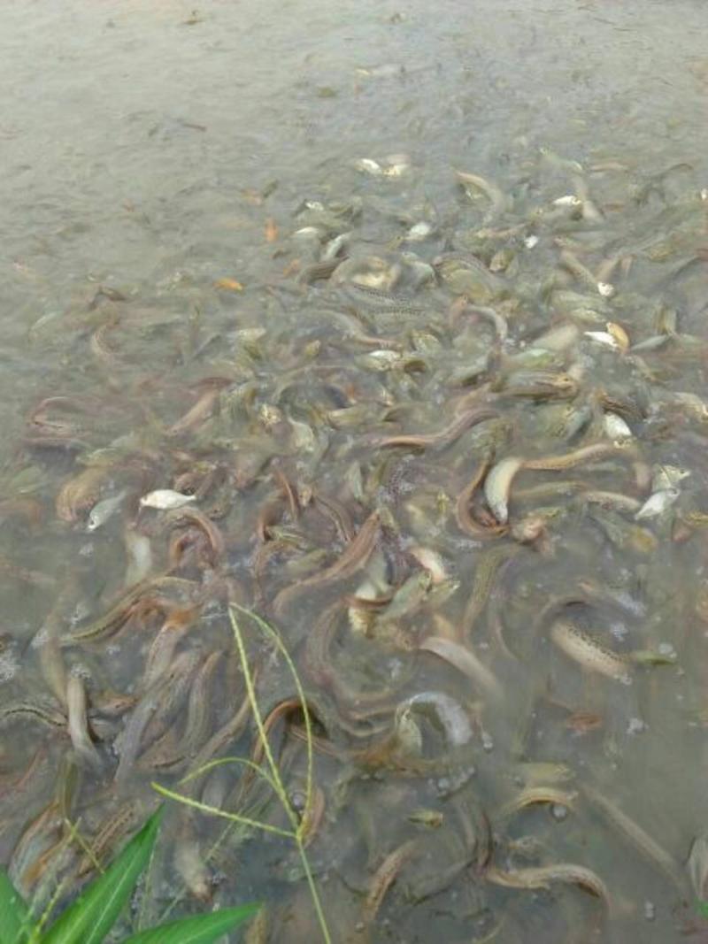 台湾泥鳅食用人工养殖5~8cm