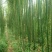 雷竹6~7m