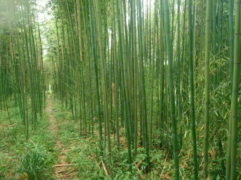 雷竹6~7m