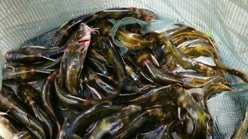 异育银鲫垂钓