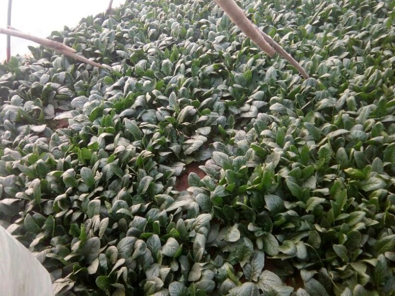 越冬菠菜20~25厘米