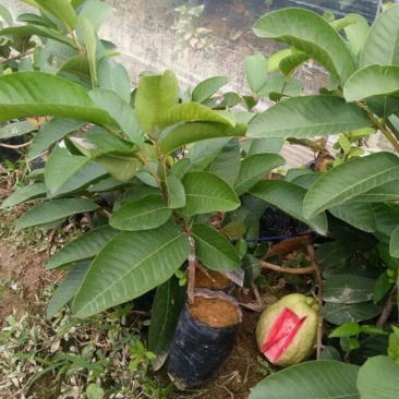 西瓜番石榴苗50~80cm