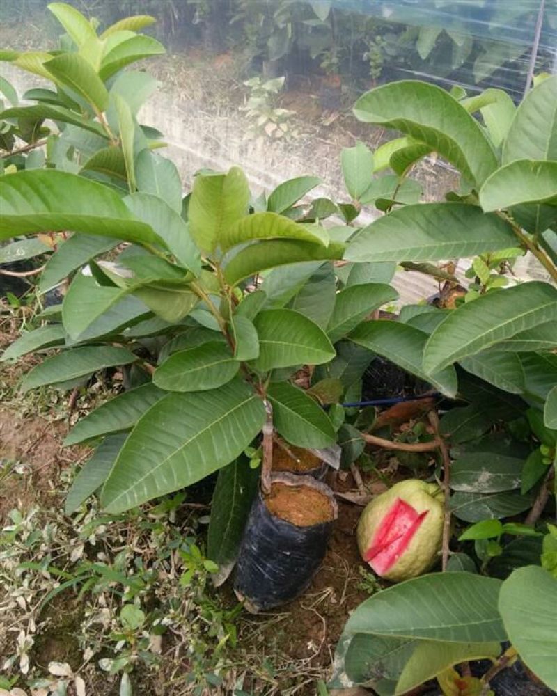 西瓜番石榴苗50~80cm