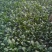 全能菠菜20~25厘米