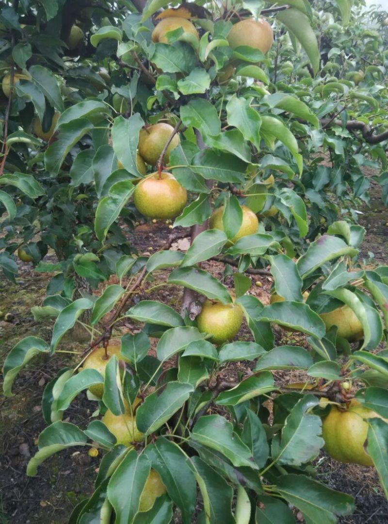 苹果梨250~300g光果