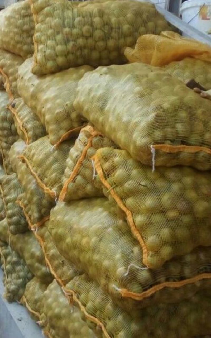 薄皮核桃去皮干
