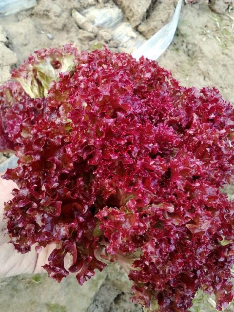 紫叶生菜3两~4两
