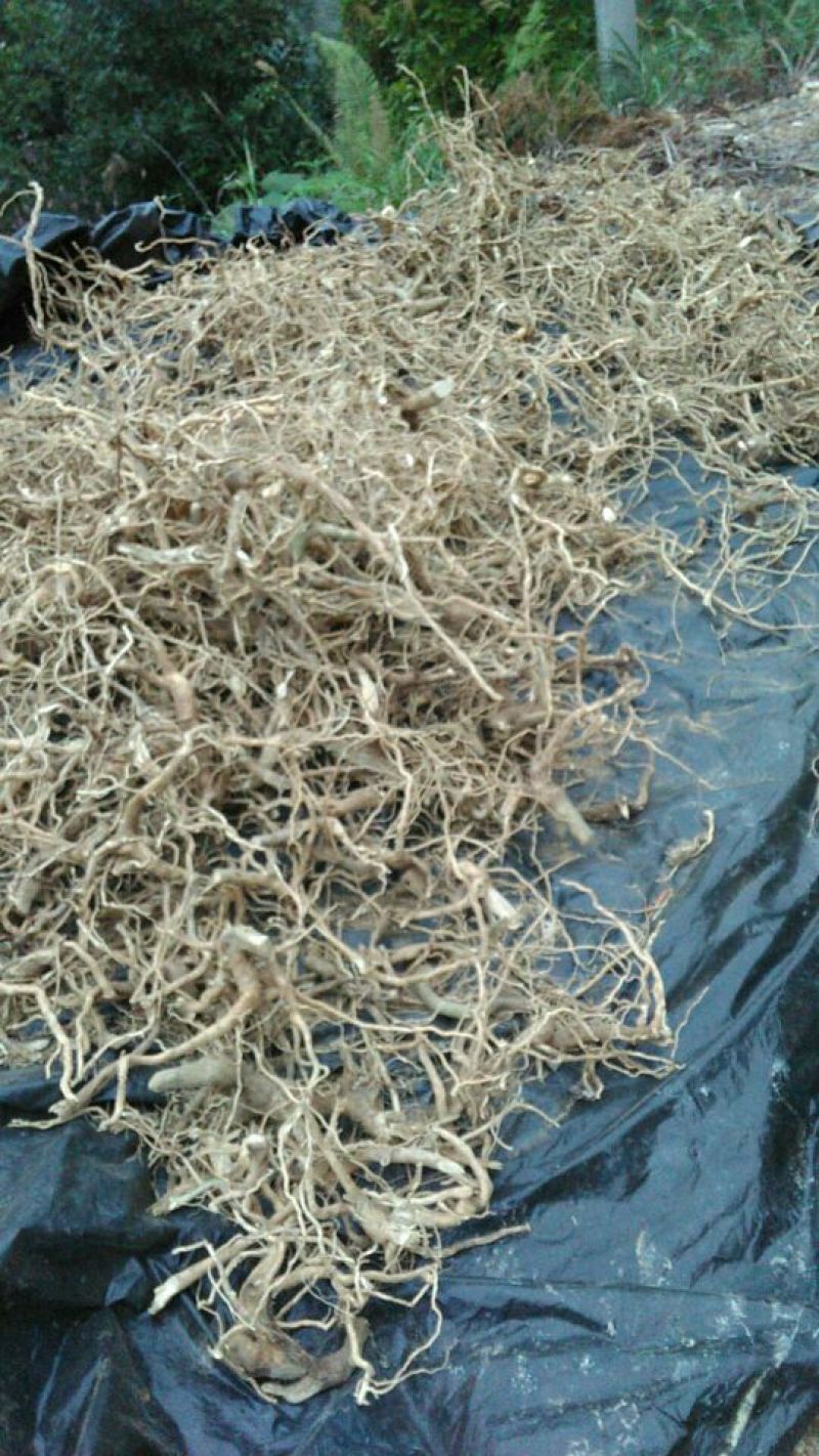 黄花倒水莲干货，根须干条，根须切片货均有货