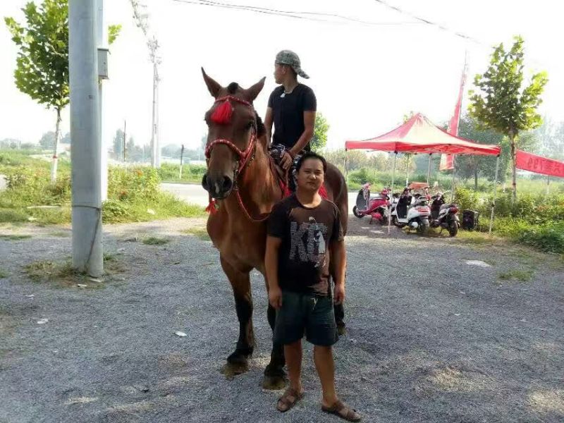 肉马100~200kg