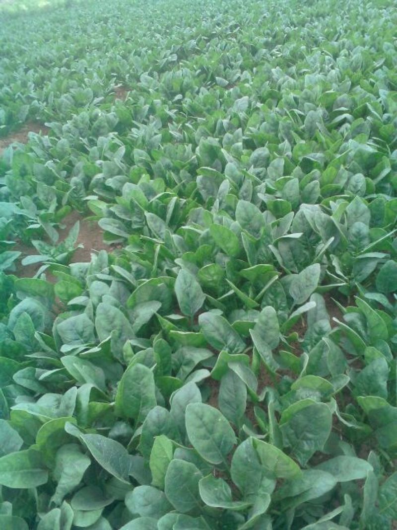 秋菠菜15~20厘米