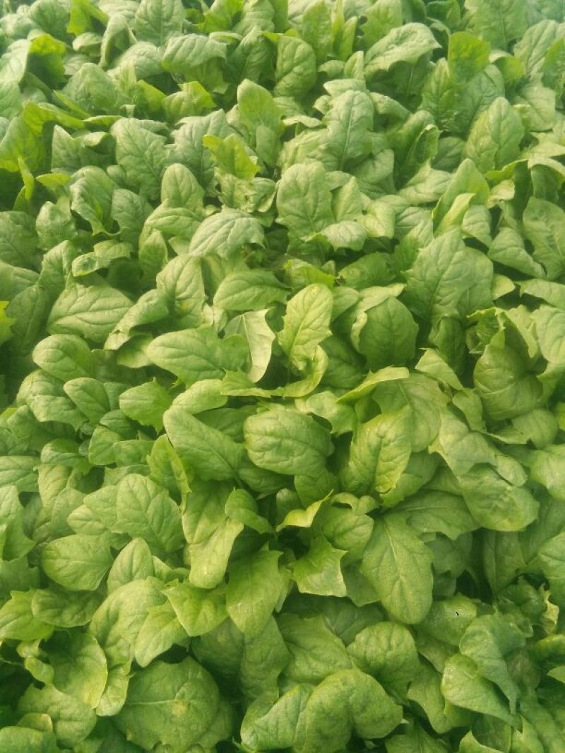 大叶菠菜25~30厘米