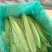油麦菜美冠20~25厘米以上精品品种多规格全价格低质量好