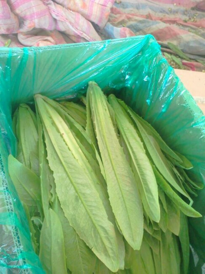 油麦菜美冠20~25厘米以上精品品种多规格全价格低质量好