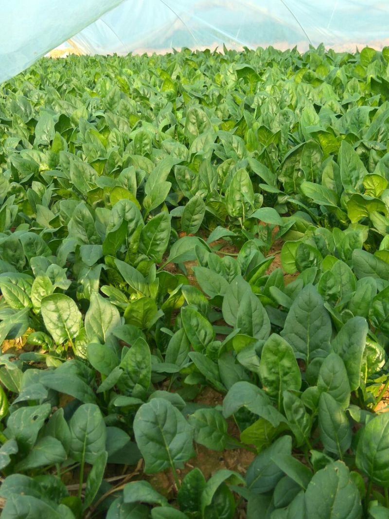 大叶菠菜20~25厘米