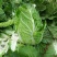 黄心白菜4~6斤净菜