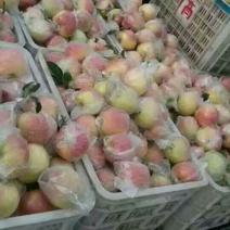 美八苹果膜袋产地大量批发果园