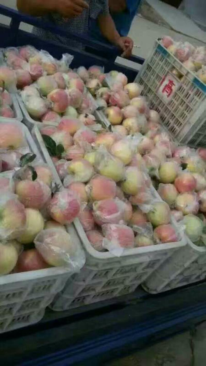 美八苹果膜袋产地大量批发果园看货