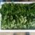越冬菠菜20~25厘米