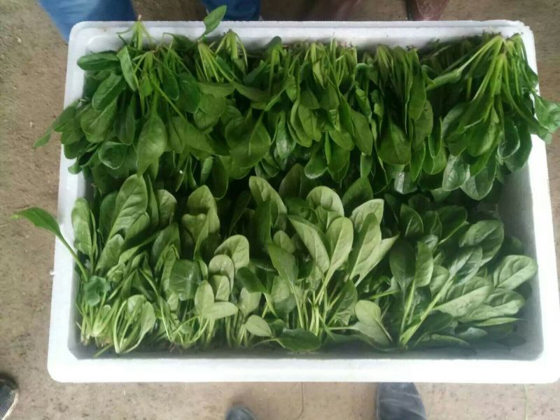 越冬菠菜20~25厘米