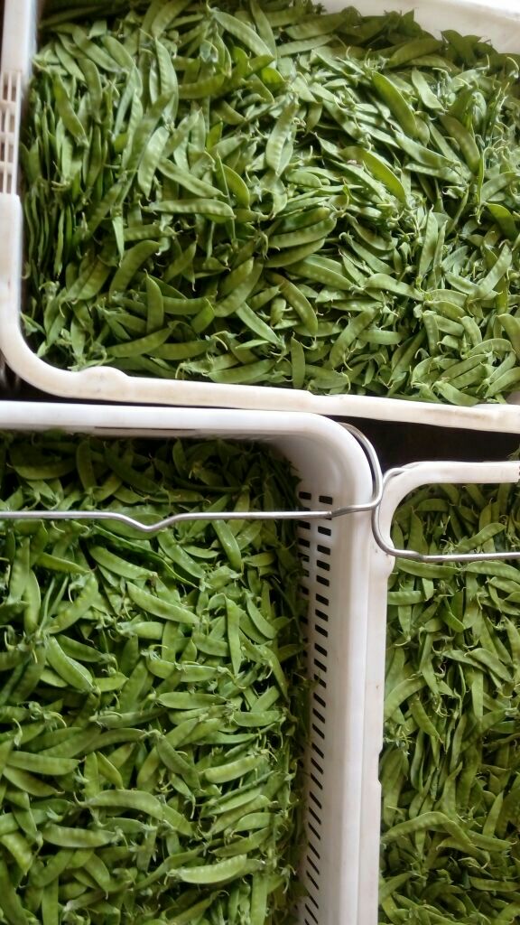 荷兰豆云南昆明安宁市_批发_供应-一亩田农业