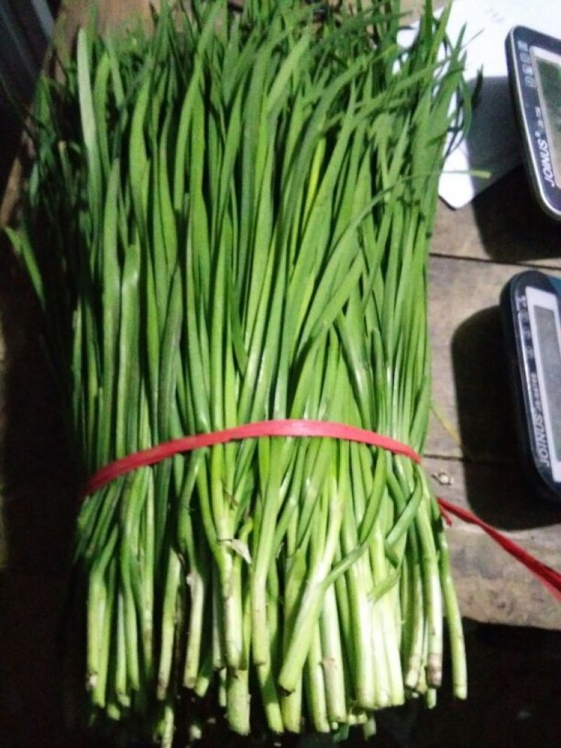 平韭6号韭菜二茬