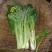 菜苔