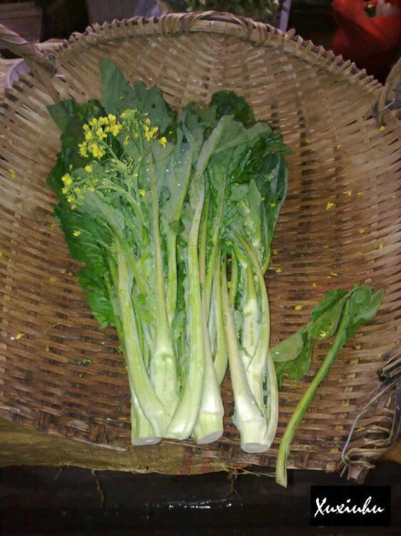 菜苔