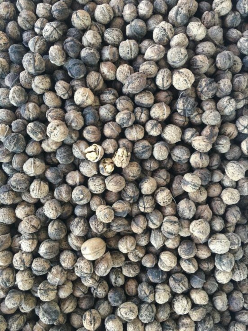 薄皮核桃去皮干