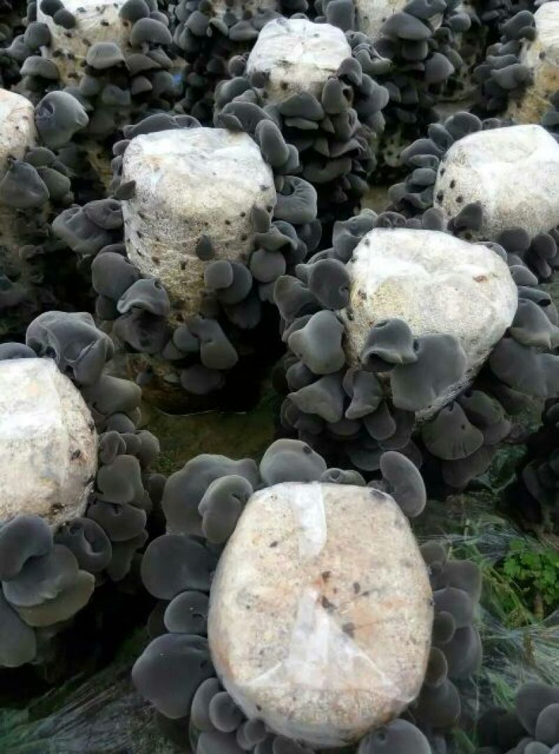 秋耳一级