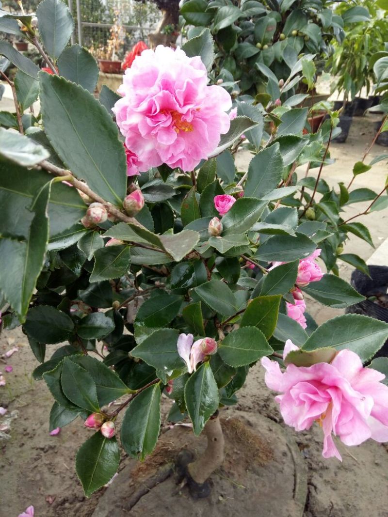 山茶花盆景50~80cm