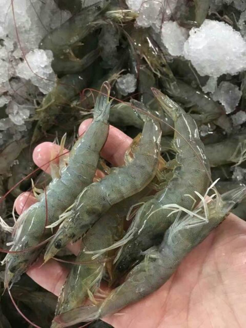 青虾食用26~30只/kg