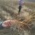 花椒苗大红袍花椒苗山东哪里有花椒苗花椒苗基地花椒苗批发