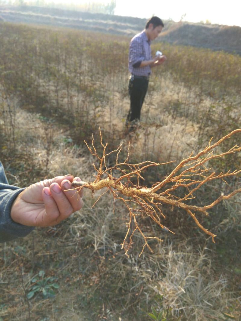 花椒苗大红袍花椒苗山东哪里有花椒苗花椒苗基地花椒苗批发