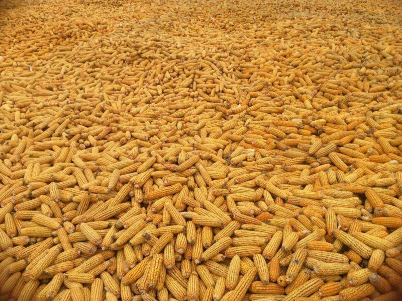 鲜玉米20~30%