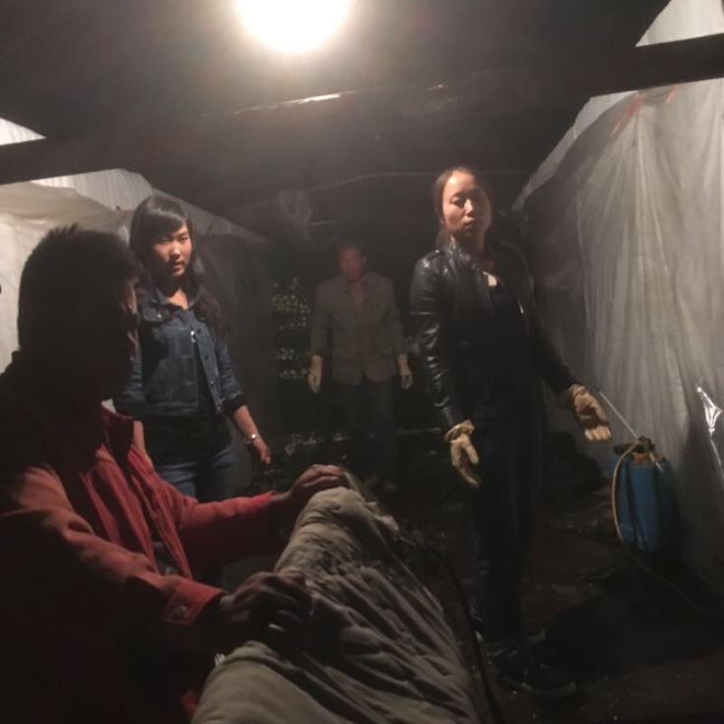 法国皇妃优质西芹，，，，，