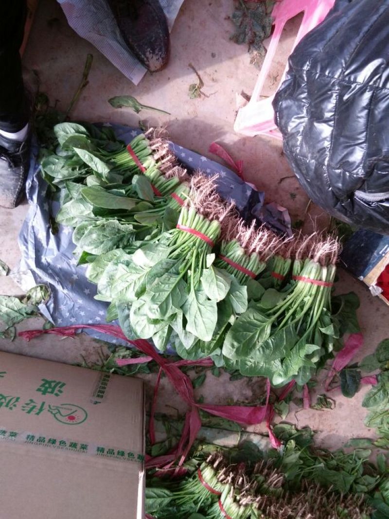 大叶菠菜15~20厘米，货源充足。本人常年专业代收