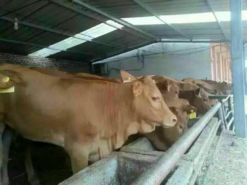 肉驴