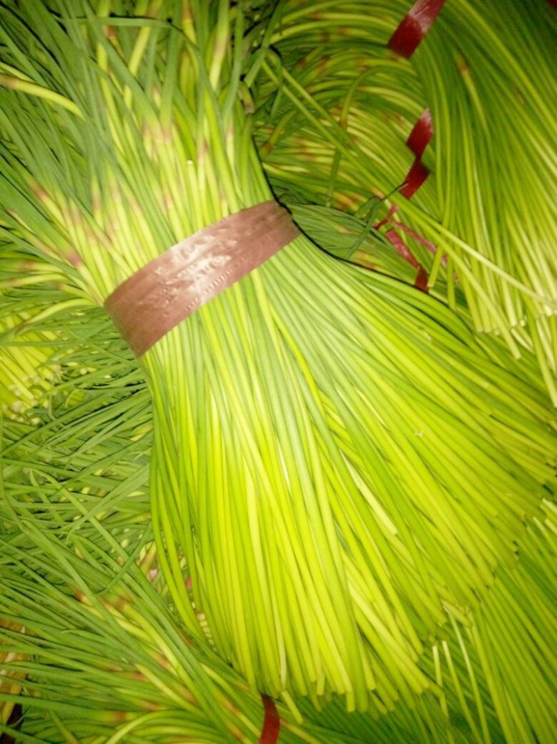 杂交蒜薹