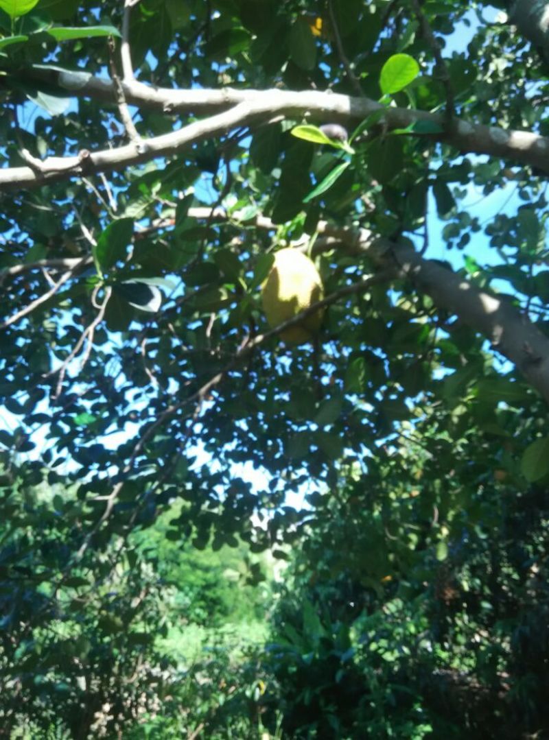 菠萝蜜5~10斤，68/个，广东省内包邮