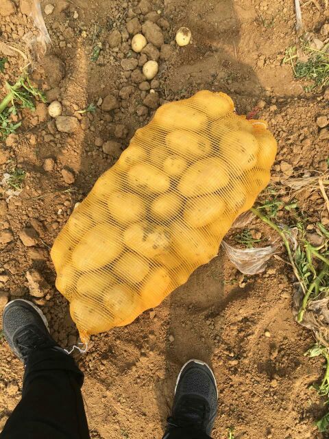 吉林四平市公主岭市尤金885土豆 2两以上批发