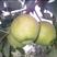 🍐玉露香梨树苗可提供技术指导
