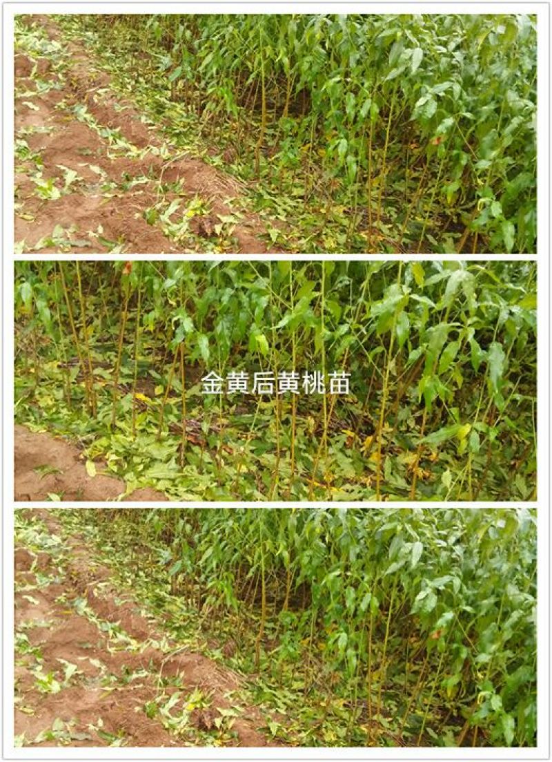 黄桃树苗70~80cm