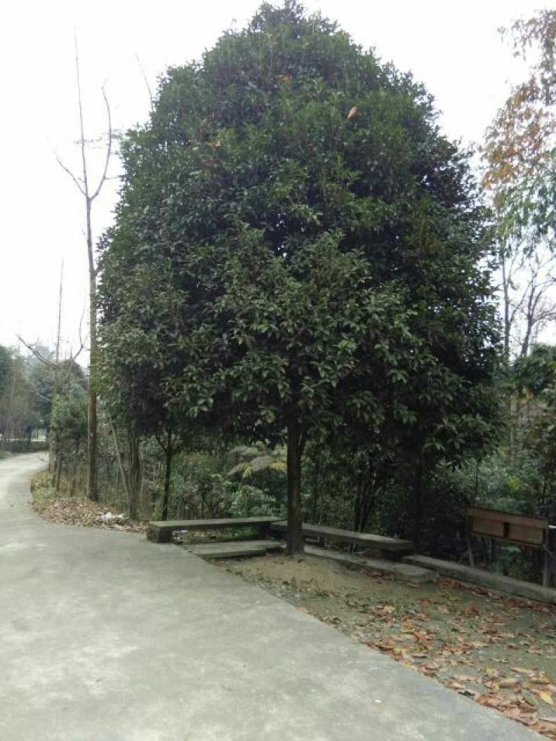 桂花树8~10cm2.5~3米2~3米