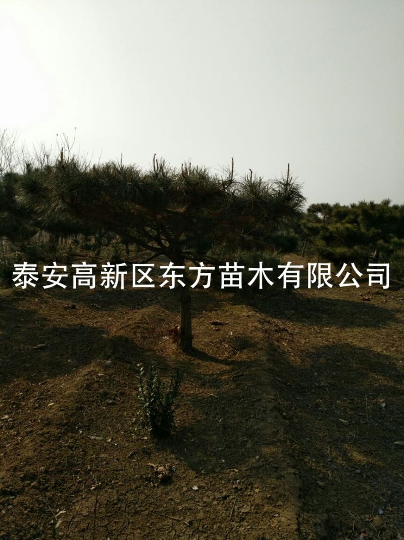 造型松14公分