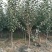苹果苗烟富10号苹果树苗80cm以上嫁接苹果树苗