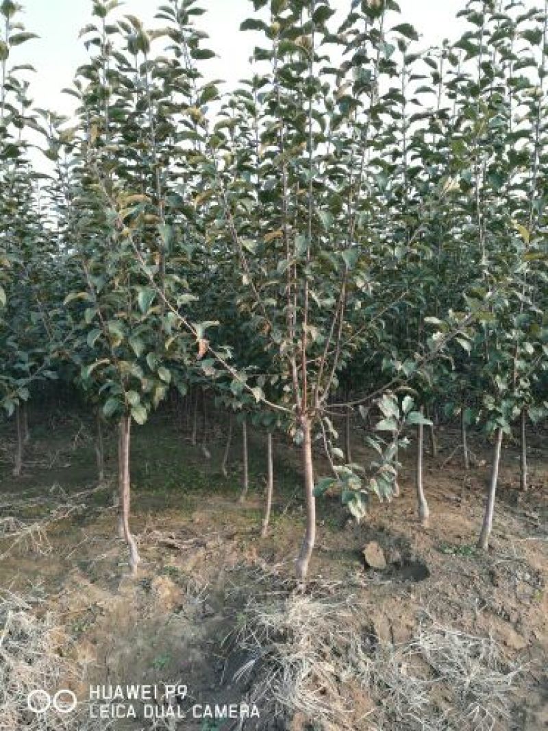 苹果苗烟富10号苹果树苗80cm以上嫁接苹果树苗