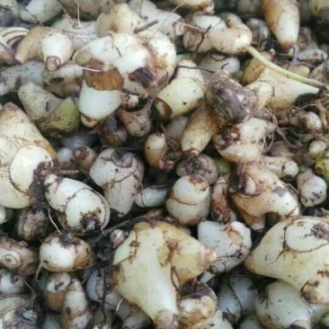 白芨野生加移植药用成份高