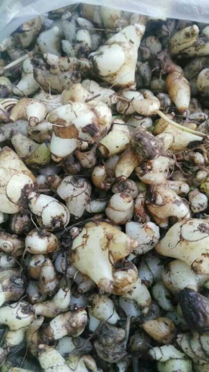 白芨野生加移植药用成份高